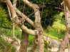  tronc d'arbre avec noeuds